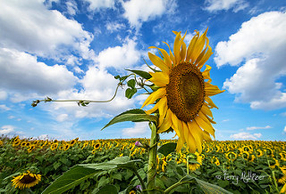 Sunflower Glory By Terry Aldhizer